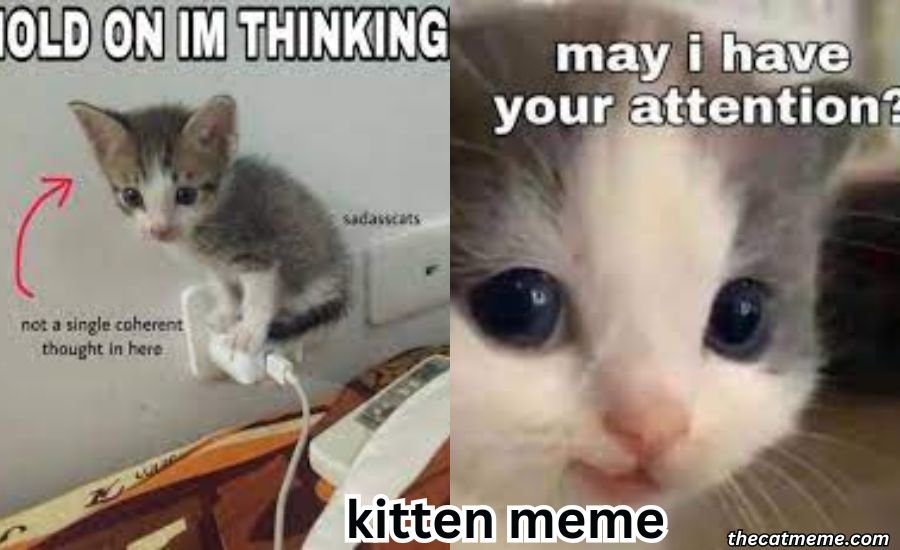 kitten meme