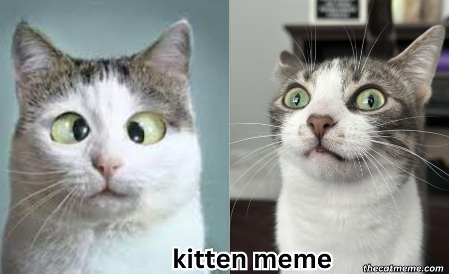 kitten meme