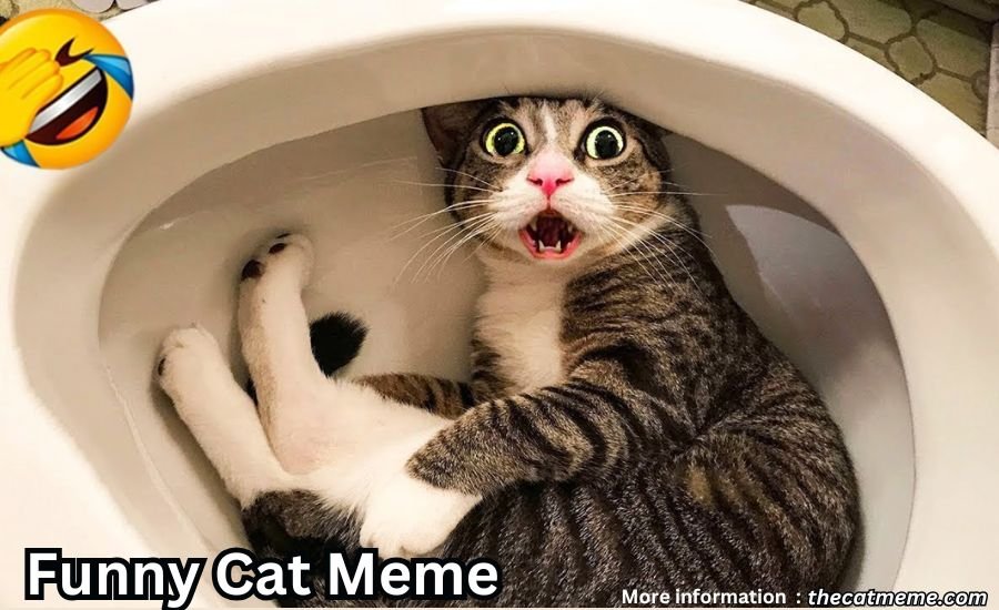 funny cat meme