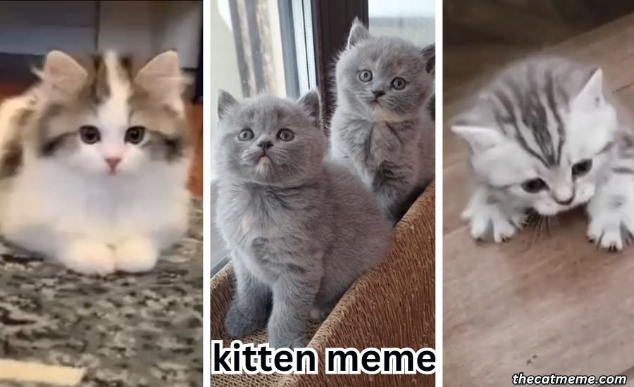 kitten meme