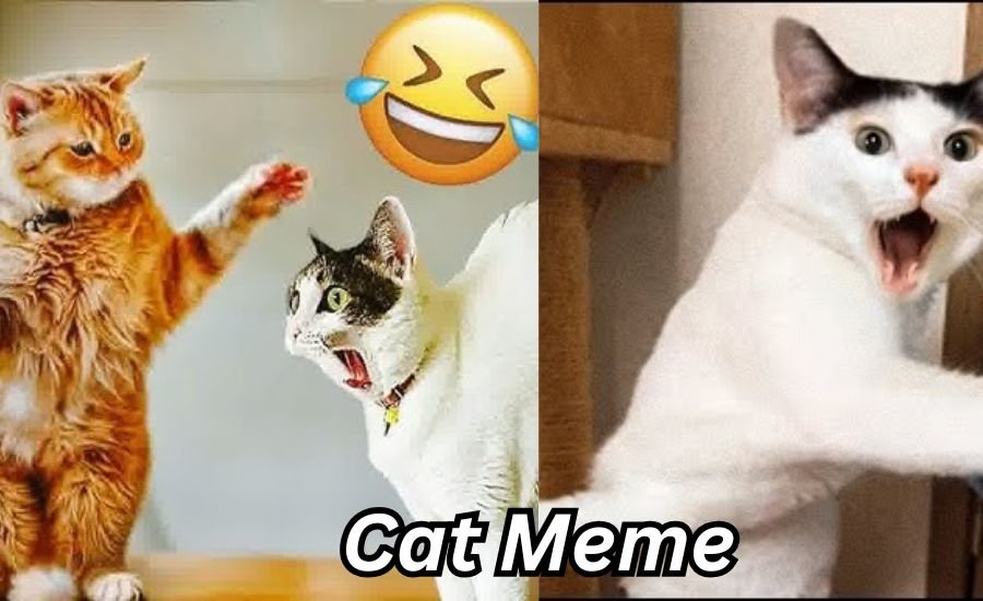 Cat Meme