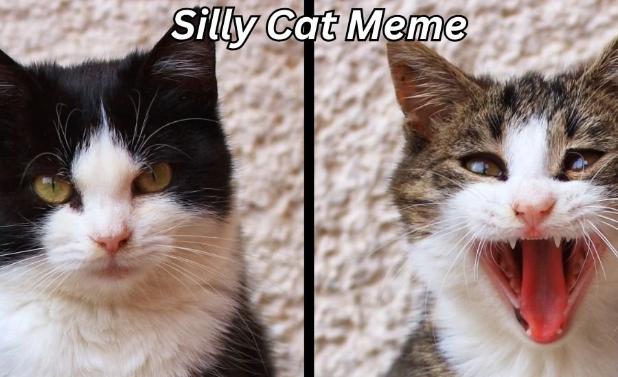 silly cat meme